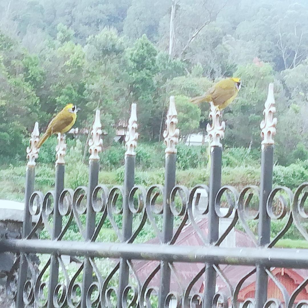 Royal Wattles Lägenhet Nuwara Eliya Exteriör bild